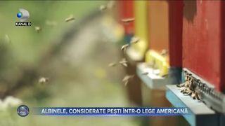 Albinele, considerate pești &icirc;ntr-o lege americană