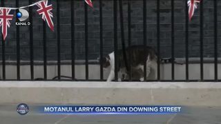 Motanul Larry Gazda din Downing Street