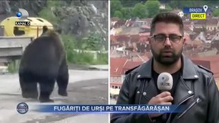 Fugăriți de urși pe Transfăgărășan