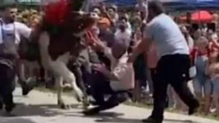 Întâmplare inedită la un festival. Un bărbat a fost atacat de un bou în mijlocul reprezentațiilor de Rusalii