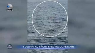4 Delfini au făcut spectacol pe mare