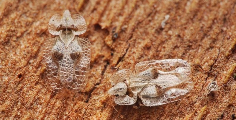 Cum să te protejezi de tigrul platanului, insecta sâcâitoare care apare vara