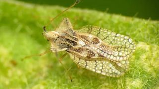 Cum să te protejezi de tigrul platanului, insecta sâcâitoare care apare vara