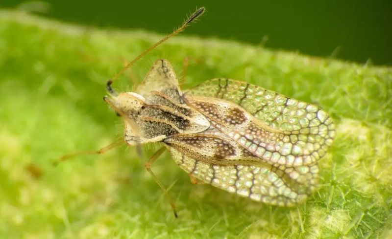 Cum să te protejezi de tigrul platanului, insecta sâcâitoare care apare vara