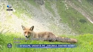 O vulpe, vedetă pe &rdquo;drumul dintre nori&rdquo;