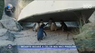 Moarte bizară a celor mai mici pinguini