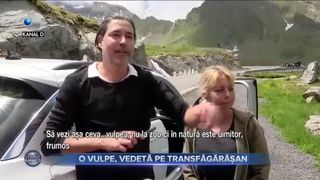 O vulpe, vedetă pe Transfăgărășan