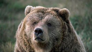 Un urs a fost văzut în Ilfov, în pădurea Scroviștea