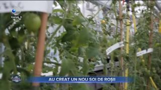 Au creat un nou soi de roșii