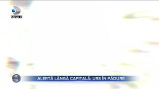 Alertă lângă Capitală - urs în pădure