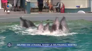 Delfinii din Ucraina, show la delfinariul nostru