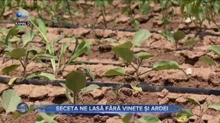 Seceta ne lasă fără vinete și ardei