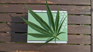 Insomniile pot fi tratate cu ulei de canabis? Iată răspunsul specialiștilor!