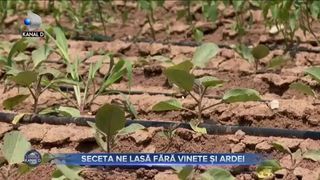 Seceta ne lasă fără vinete și ardei