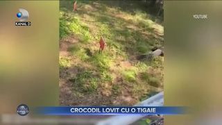 Crocodil lovit cu o tigaie