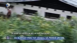 Au alergat prin tot orașul să prindă un urs