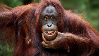 VIDEO| Un urangutan de la o grădină zoologică din Vietnam a fost filmat în timp ce fuma. După câteva fumuri, stinge țigara ca un fumător înrăit