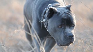  Percheziții la antrenorii de câini de luptă din România