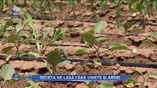 Seceta ne lasă fără vinete și roșii