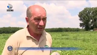 &rdquo;Comoara&rdquo; de Dăbuleni, putrezește pe c&acirc;mp