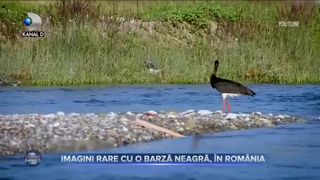 Imagini rare cu o barză neagră, &icirc;n Rom&acirc;nia