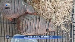 Valize pline cu animale vii