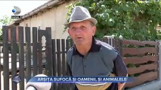 Arșița sufocă și oamenii, și animalele