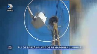 Pui de barză salvat de pe marginea cuibului