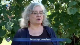 &Icirc;nsetații Rom&acirc;niei