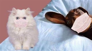 O pisică a transmis virusul Sars-Cov-2 unui medic veterinar