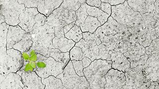 VIDEO - Județele Iași și Vrancea, aproape de stare de calamitate în agricultură. Se vor înființa comisii de evaluare a pagubelor