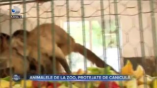 Animalele de la Zoo, protejate de caniculă