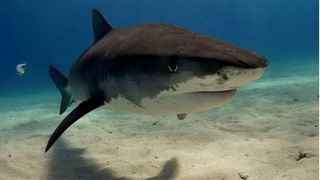 Cel mai periculos rechin din lume: În ce mări şi oceane trăiește?