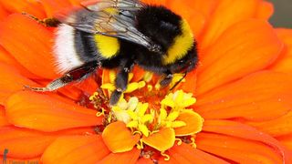  Un bărbat a murit după ce a fost înțepat de un bondar