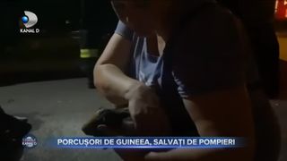 Porcușorii de Guineea, salvați de pompieri