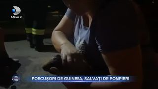 Porcușori de Guineea, salvați de pompieri