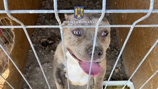 Un bărbat din Maramureș s-a ales cu dosar penal după ce a supus mai multe animale unor operații interzise de lege