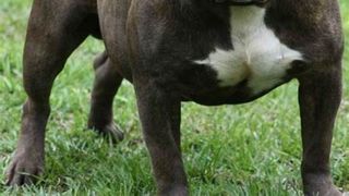  Crescătorie ilegală de câini de luptă descoperită la un bărbat