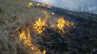    Un incendiu de vegetație a cuprins zeci de hectare de pădure