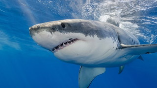 De ce specia de rechin Mako este atât de violentă?