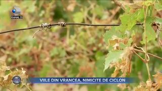Viile din Vrancea, nimicite de ciclon