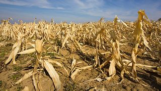 România este grav afectată de secetă. Cele mai afectate sun culturile de porumb