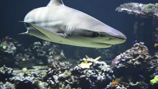 VIDEO - Ce recomandări a trimis Ministerul Turismului din Egipt după tragedia din Hurghada