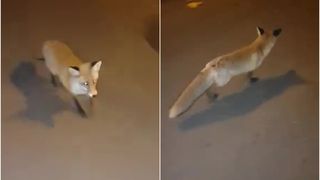 VIDEO | O vulpe se plimbă nestingherită &icirc;n centrul unui oraș, situat la mai puțin de 60 de kilometri de Capitală