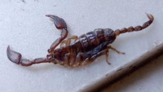 Descoperire șocantă a turiștilor români din Grecia. Au găsit scorpioni în camerele de hotel