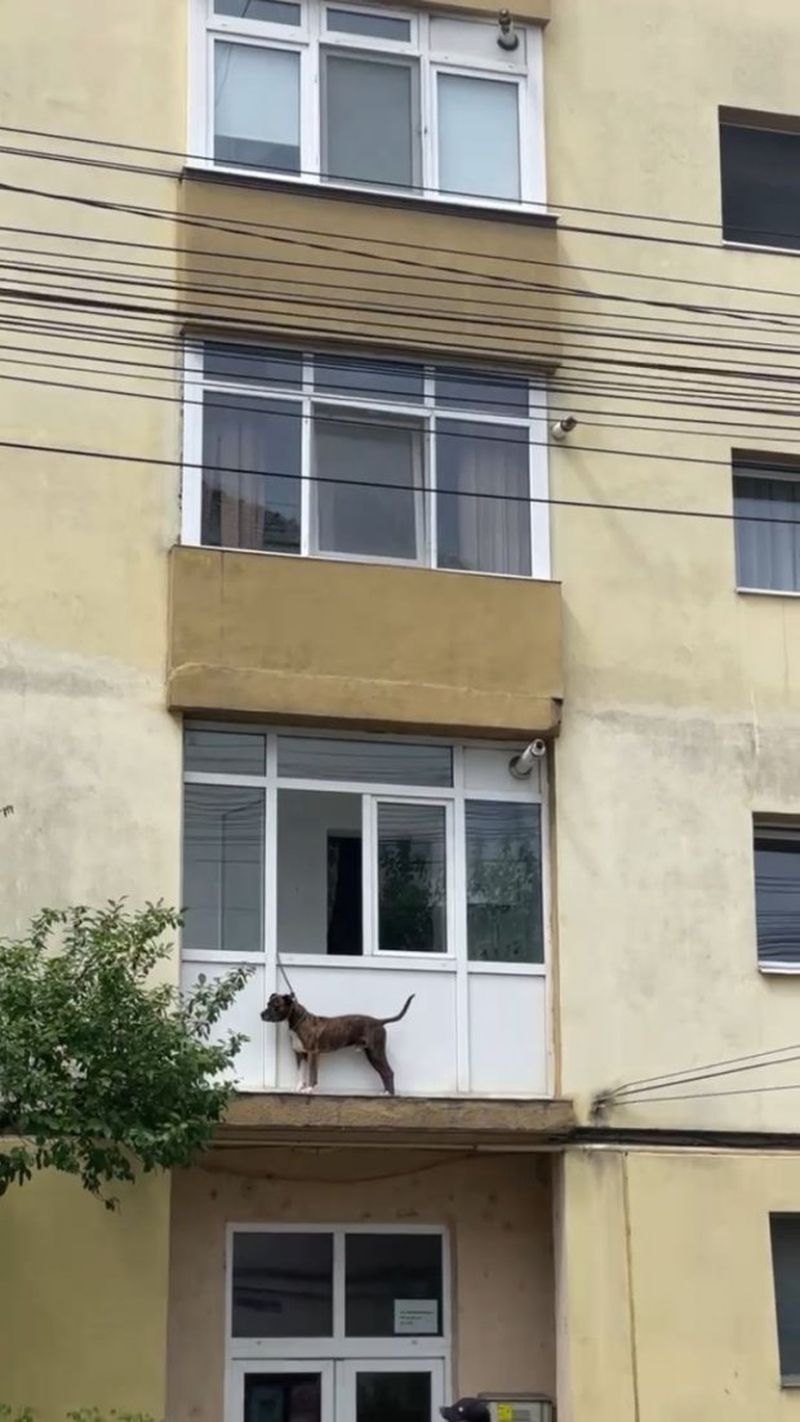 Un câine lăsat legat în balcon a fost salvat de pompierii din Sibiu. Animalul a sărit pe geam și s-a blocat în lesă
