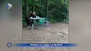 Picnic cu urșii la munte