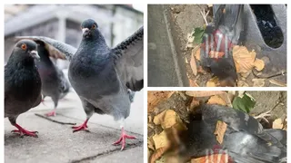 Porumbeii mor pe capete în plină zi. Cadavrele păsărilor se prăbușesc pe străzi și în parcuri