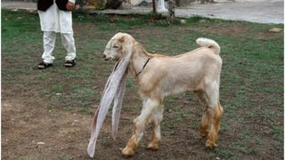 El este Simba, iedul cu cele mai lungi urechi din lume. Animalul simpatic este vedetă pe rețelele de socializare