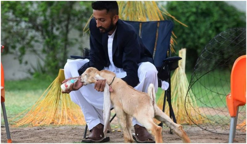 El este Simba, iedul cu cele mai lungi urechi din lume. Animalul simpatic este vedetă pe rețelele de socializare